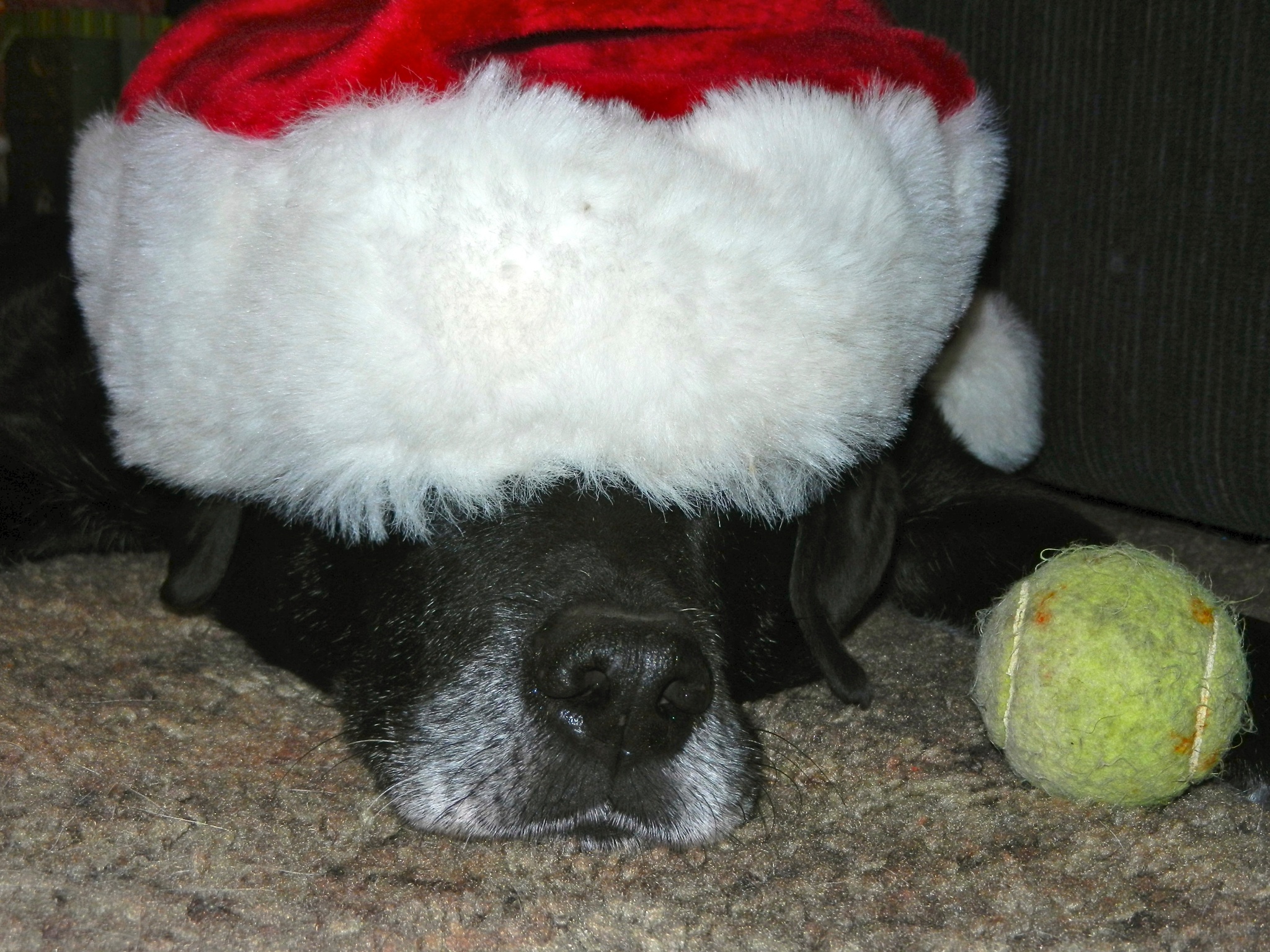 Mac in Santa hat