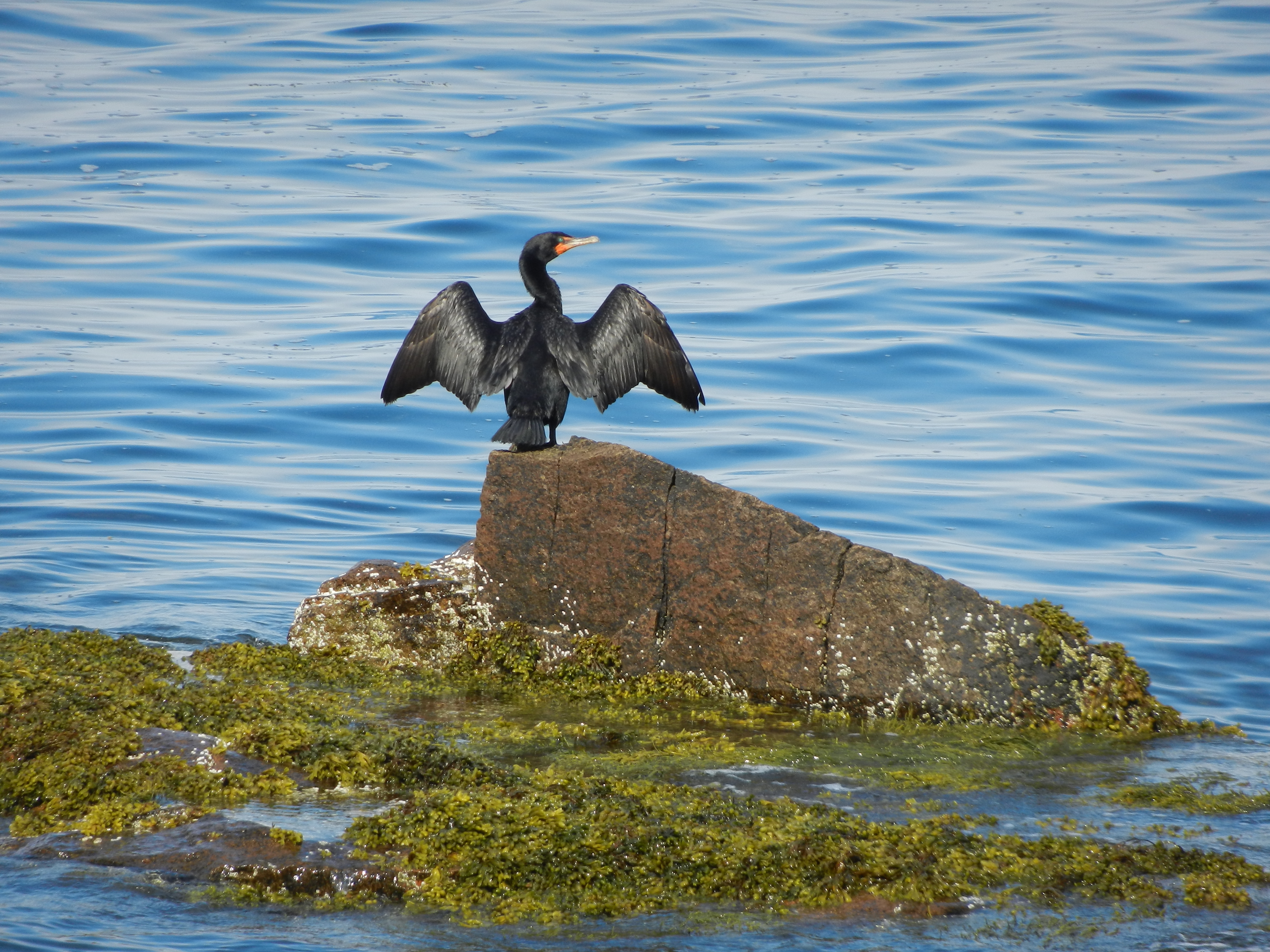 Bird in Maine