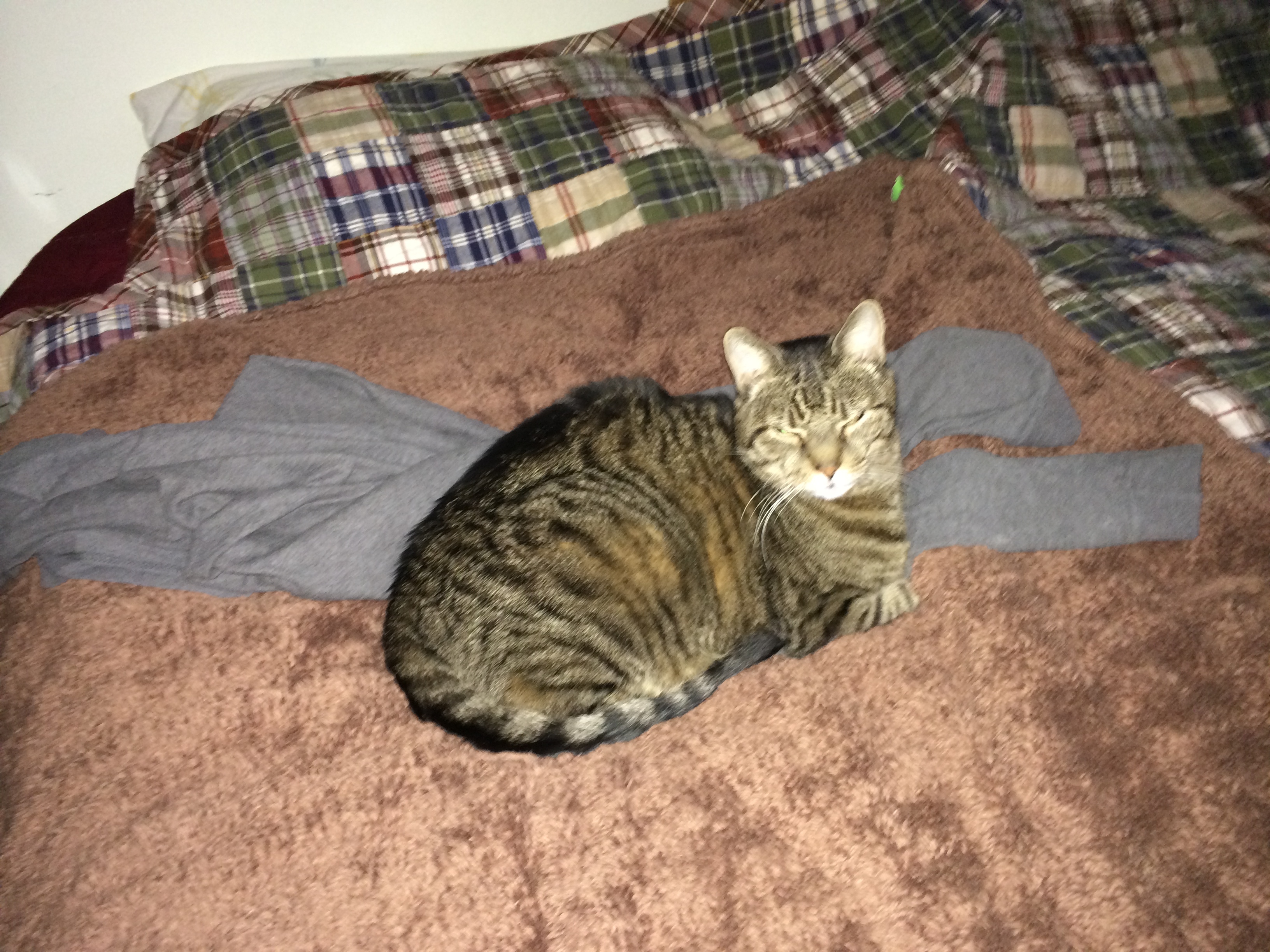 Tucker on the bed